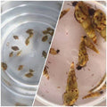 Mixed Live Feed Snails - Bladder Blend - Bundles - Jack's Aquatics - UK Bred Live Feed