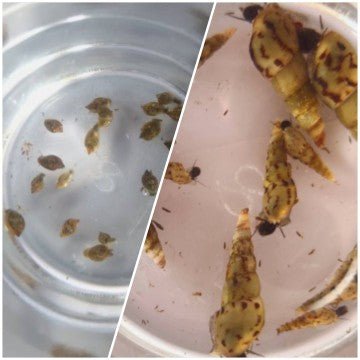 Mixed Live Feed Snails - Bladder Blend - Bundles - Jack's Aquatics - UK Bred Live Feed