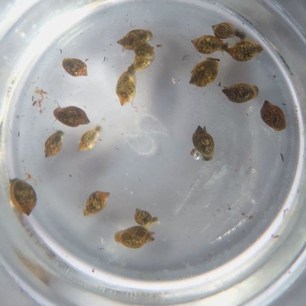 Malaysian Trumpet Snail Ecosystem Pack - Bundles - Jack's Aquatics - UK Bred Live Feed