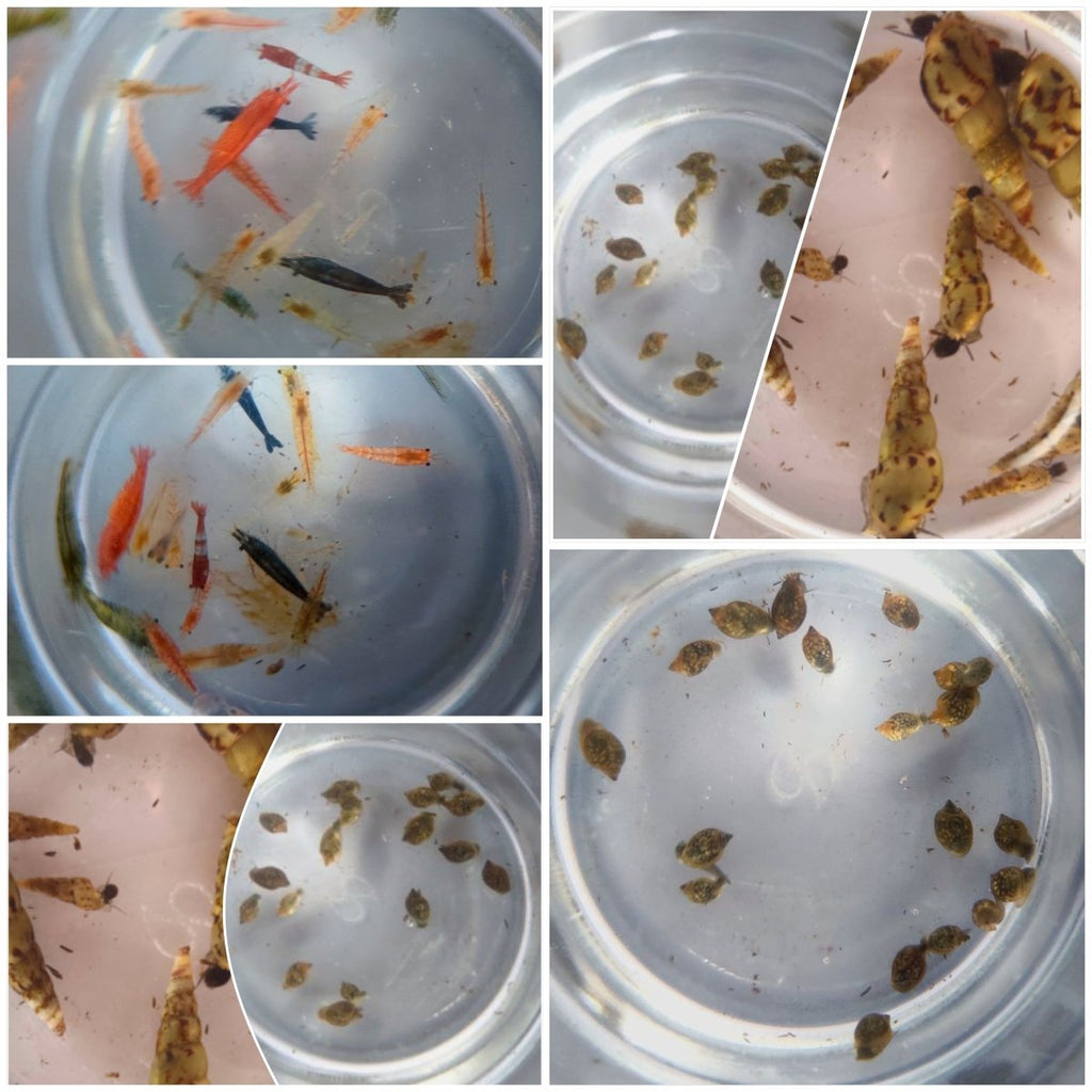 Bladder Snail (Physella Acuta) Ecosystem Pack - Bundles - Jack's Aquatics - UK Bred Live Feed
