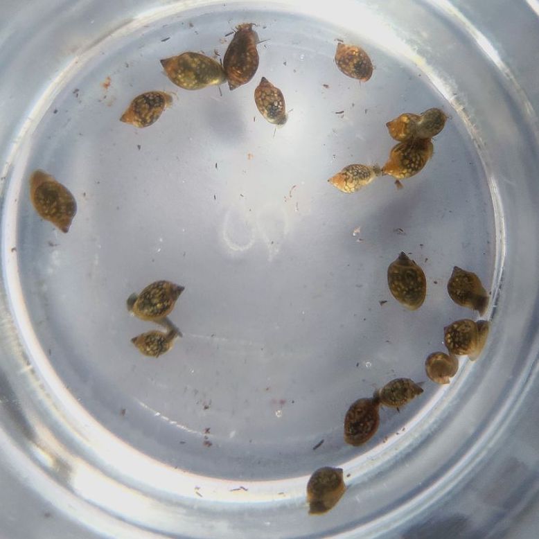 Bladder Snail (Physella acuta) - Live Snails - Jack's Aquatics - UK Bred Live Feed