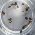 Bladder Snail (Physella acuta) - Live Snails - Jack's Aquatics - UK Bred Live Feed