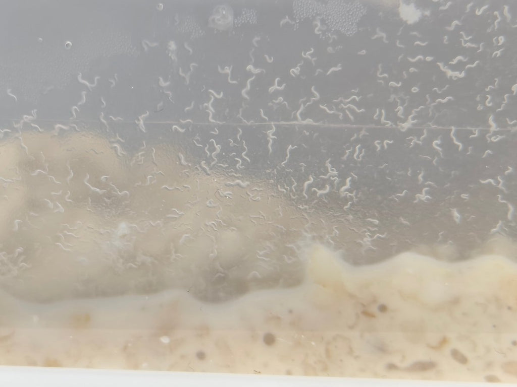 Micro - worm Culture (Panagrellus redivivus) Live Micro Feed - Cultures - Jack's Aquatics - UK Bred Live Feed
