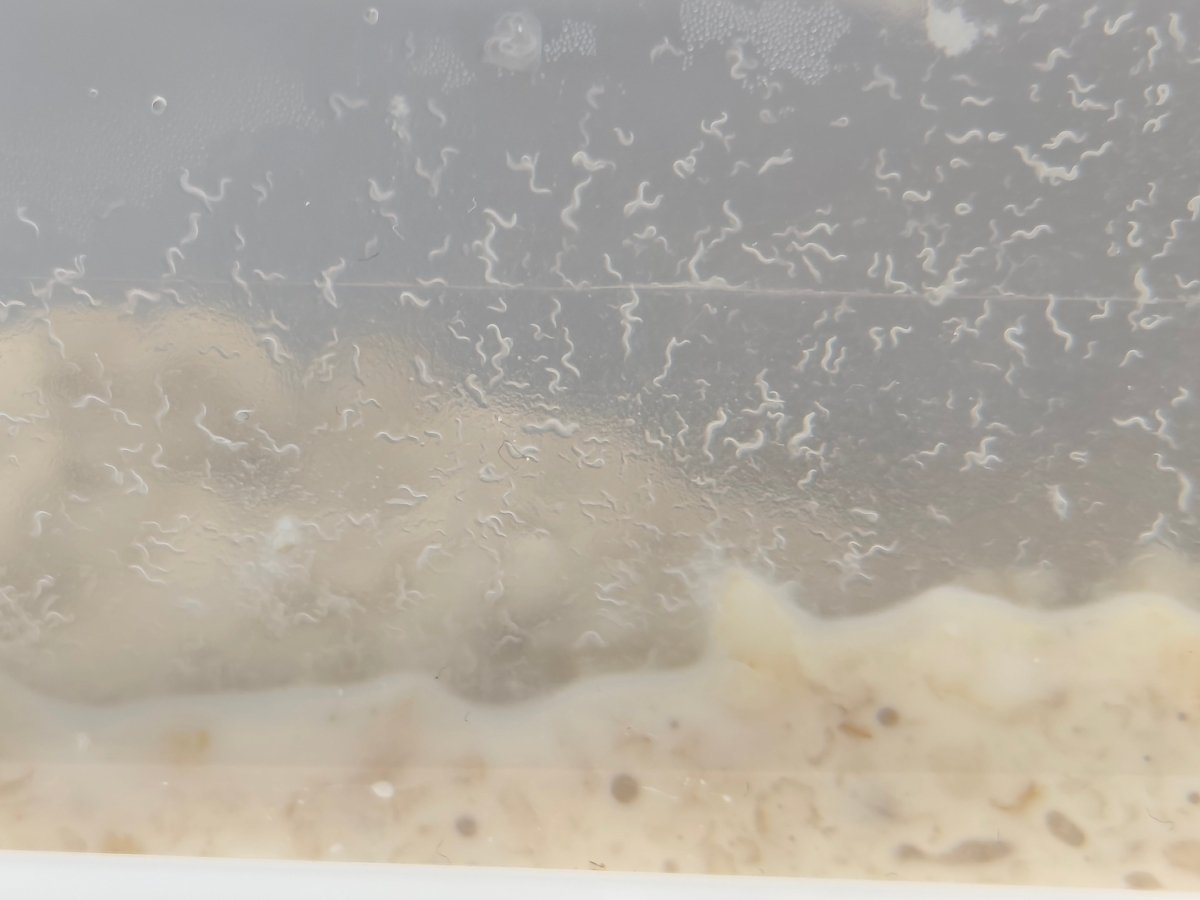 Micro - worm Culture (Panagrellus redivivus) Live Micro Feed - Cultures - Jack's Aquatics - UK Bred Live Feed