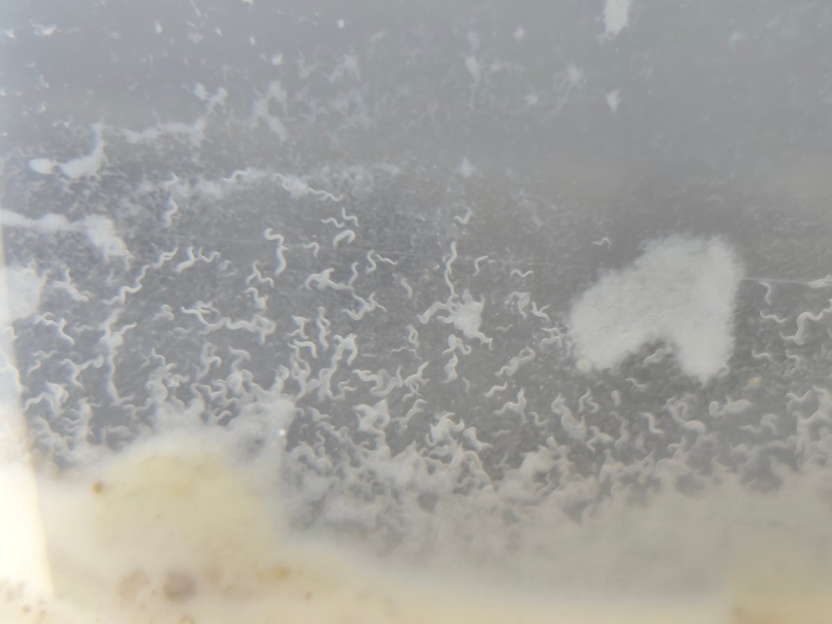 Micro - worm Culture (Panagrellus redivivus) Live Micro Feed - Cultures - Jack's Aquatics - UK Bred Live Feed