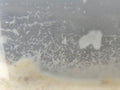 Micro - worm Culture (Panagrellus redivivus) Live Micro Feed - Cultures - Jack's Aquatics - UK Bred Live Feed