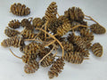 Alder Cones (Natural Water Conditioning Botanical) - Botanicals - Jack's Aquatics - UK Bred Live Feed