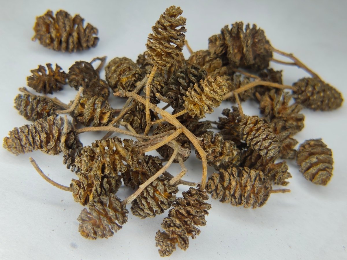Alder Cones (Natural Water Conditioning Botanical) - Botanicals - Jack's Aquatics - UK Bred Live Feed