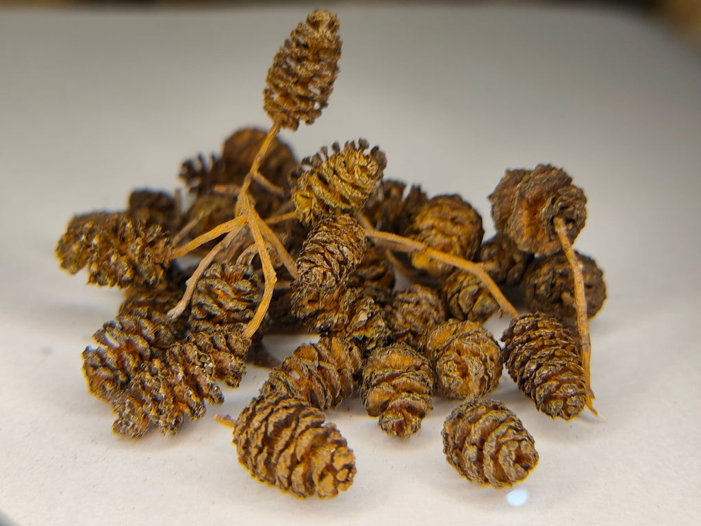 Alder Cones (Natural Water Conditioning Botanical) - Botanicals - Jack's Aquatics - UK Bred Live Feed