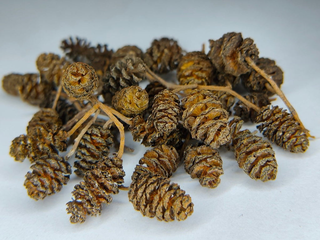 Alder Cones (Natural Water Conditioning Botanical) - Botanicals - Jack's Aquatics - UK Bred Live Feed