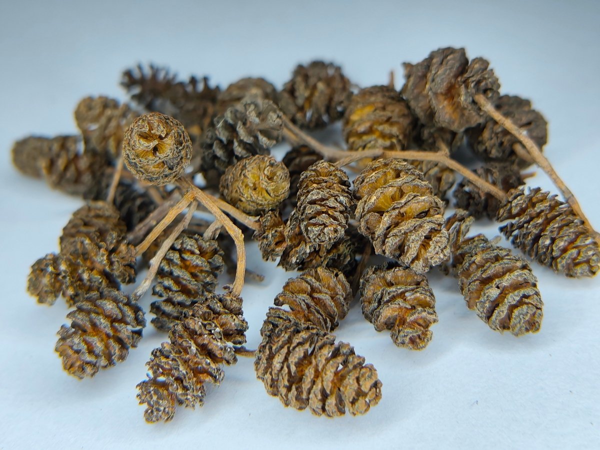 Alder Cones (Natural Water Conditioning Botanical) - Botanicals - Jack's Aquatics - UK Bred Live Feed