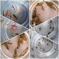 Malaysian Trumpet Snail Ecosystem Pack - Bundles - Jack's Aquatics - UK Bred Live Feed