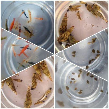 Malaysian Trumpet Snail Ecosystem Pack - Bundles - Jack's Aquatics - UK Bred Live Feed