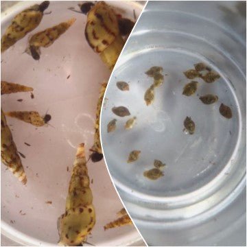 Malaysian Trumpet Snail Ecosystem Pack - Bundles - Jack's Aquatics - UK Bred Live Feed