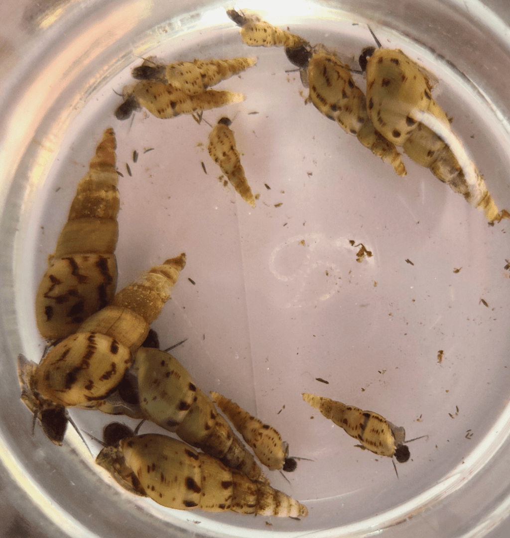 Bladder Snail (Physella Acuta) Ecosystem Pack - Bundles - Jack's Aquatics - UK Bred Live Feed