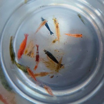 Neocaridina Cherry Shrimp Select System Stock - Shrimp - Jack's Aquatics - UK Bred Live Feed