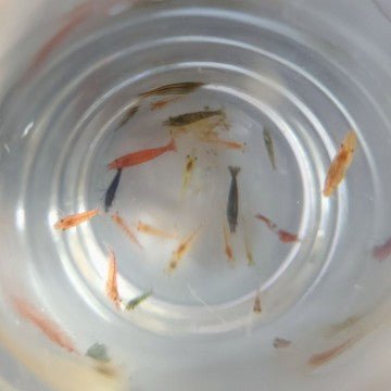 Neocaridina Cherry Shrimp Select System Stock - Shrimp - Jack's Aquatics - UK Bred Live Feed