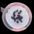 Ramshorn Snail (Planorbidae)