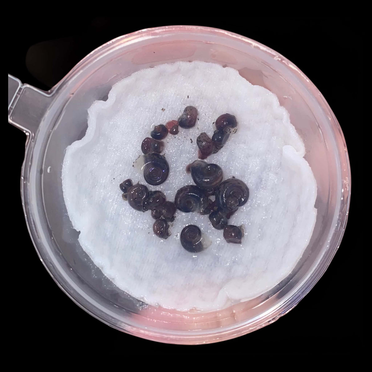 Ramshorn Snail (Planorbidae)